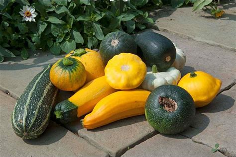 growing baby marrows in containers - artvanclearancebaycitymi