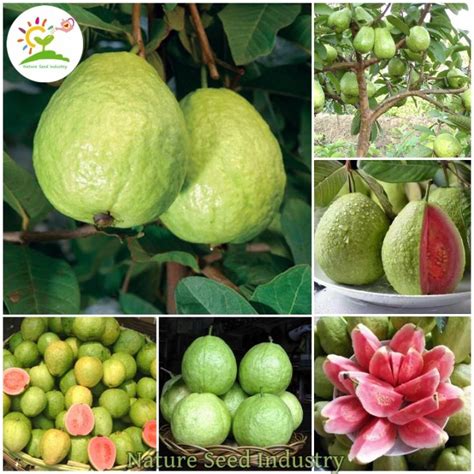 [High Germination] Guava Seeds for Planting (100 seeds/pack, Suitable ...