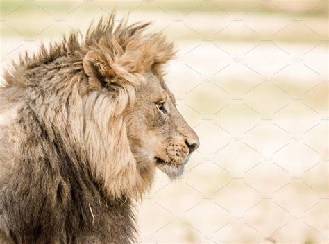 Side profile of a Lion | High-Quality Animal Stock Photos ~ Creative Market