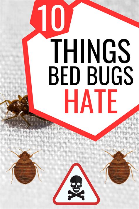 What Kills Bed Bugs, Kill Bed Bugs, Rid Of Bed Bugs, Diy Pest Control ...