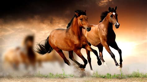 Computer Horse HD Wallpapers - Wallpaper Cave