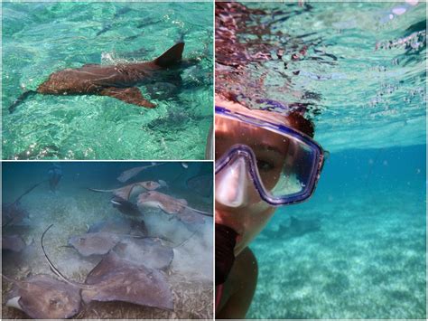 The Best Snorkeling in Belize: Where to Snorkel in San Pedro and Beyond