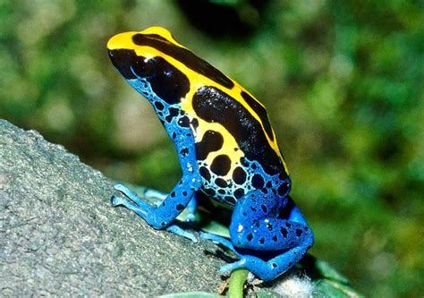 dendrobates tinctorius nominat