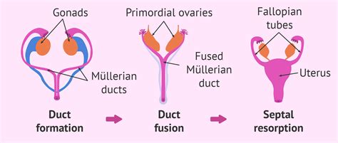 Development of the female reproductive system