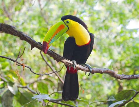 5 Birds That Look Like Toucans | A Comprehensive Bird Guide