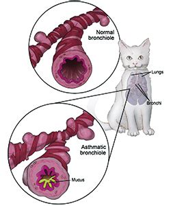 Feline Asthma Symptoms, Treatment & Prevention - Cat Mania