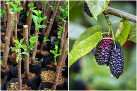 11 Reasons to Plant a Mulberry Tree & Care Guide