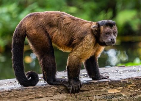 Tufted Capuchin | Nickelodeon Animals Wiki | Fandom