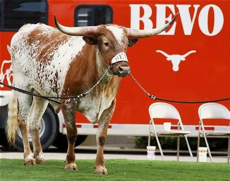 Texas famed mascot Bevo XIV has died