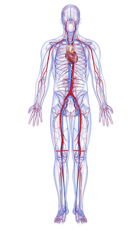 male full body circulatory system highlights heart | Circulatory system ...