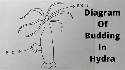 Budding Diagram In Hydra