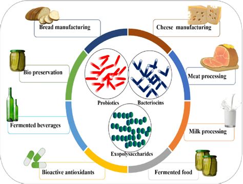 Lactic acid bacteria and their application | Download Scientific Diagram