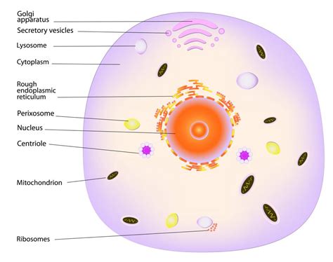 What is Protoplasm? (with pictures)