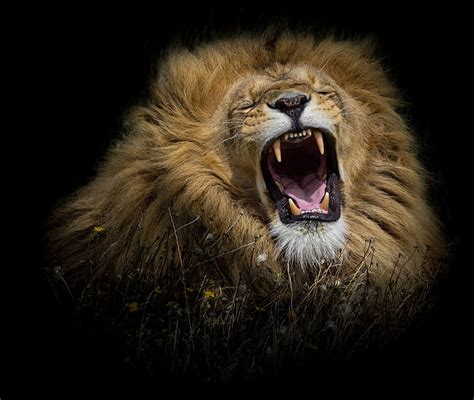 Lion Roaring Face Images