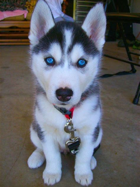 AryanaSitting1.jpg 667×890 pixels | Cute husky puppies