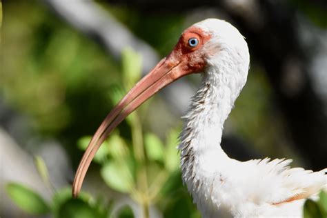 White Ibis