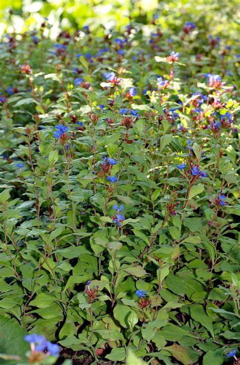 Ceratostigma plumbaginoides | Twin Pines Nursery