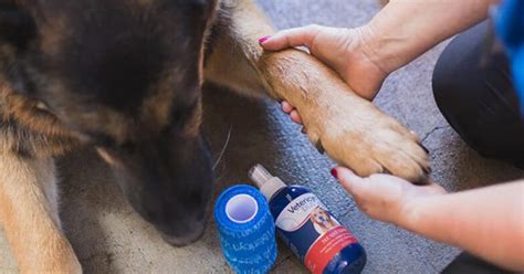 5 Easy Steps to Treating Hot Spots on Dogs - Fcevve.com