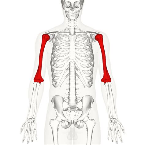 Humerus - Wikiwand