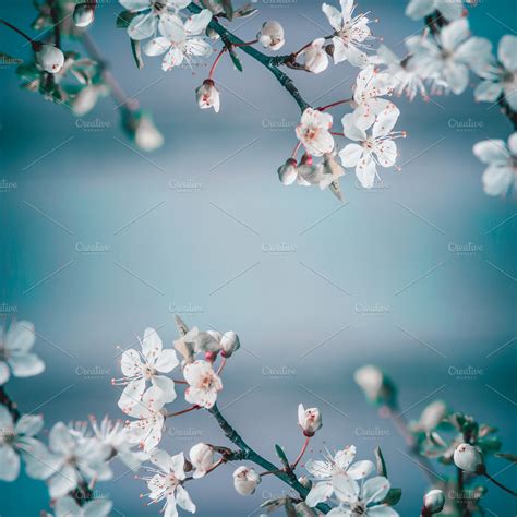 Blue Cherry Blossom Wallpaper | PixLith