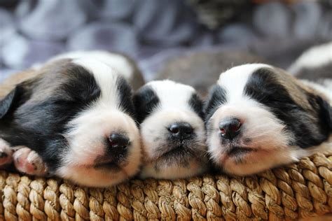 How Much Sleep Do Kittens and Puppies Need?