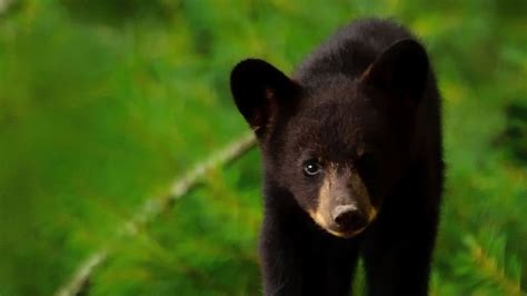 Petition · The Florida Black Bear Habitat Restoration Act - United ...