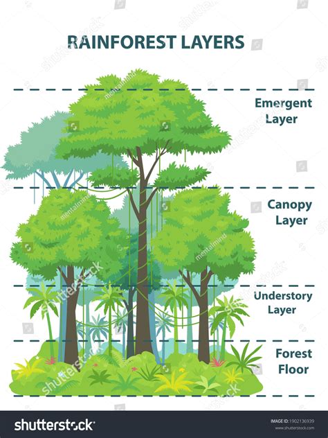 3,471 Rainforest Layers Images, Stock Photos, 3D objects, & Vectors ...