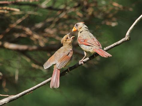 Cardinal Nesting (Behavior, Eggs, Location + FAQs) | Birdfact