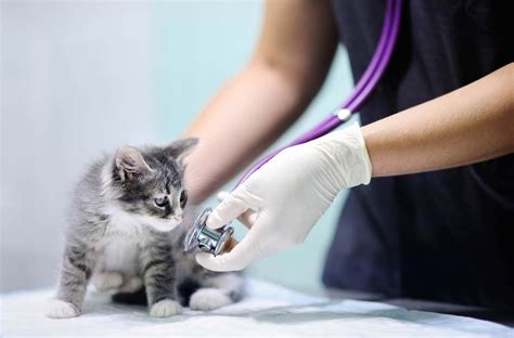 Nas, centinaia di sanzioni e ambulatori veterinari chiusi in tutta ...