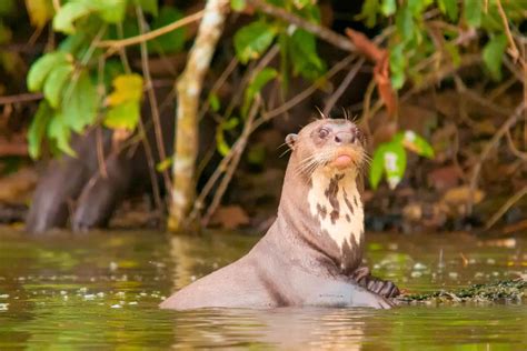 Rainforest Animals Amazon Rainforest Animals | NBKomputer