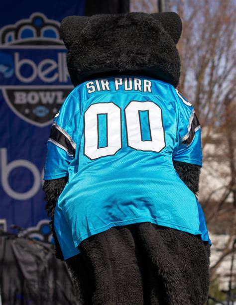 Meet Sir Purr, the Beloved Mascot of the Carolina Panthers