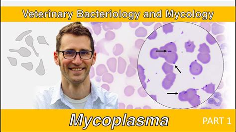 Mycoplasma (Part 1) - Veterinary Bacteriology and Mycology - YouTube