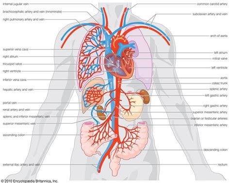 Circulatory system | anatomy | Britannica