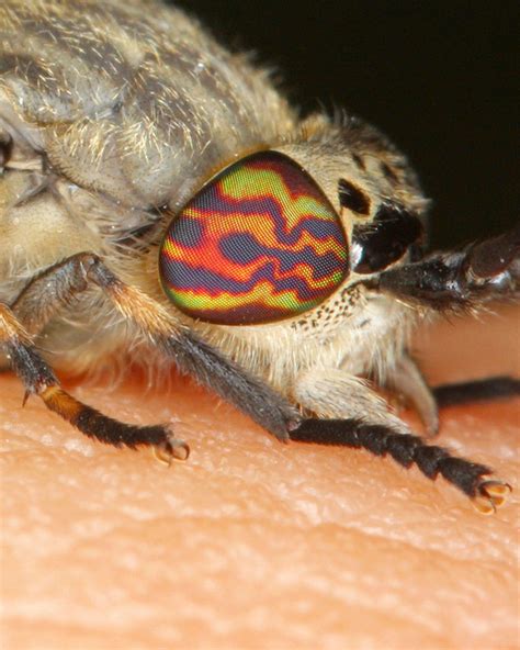 Horsefly biting skin | Horsefly Trap