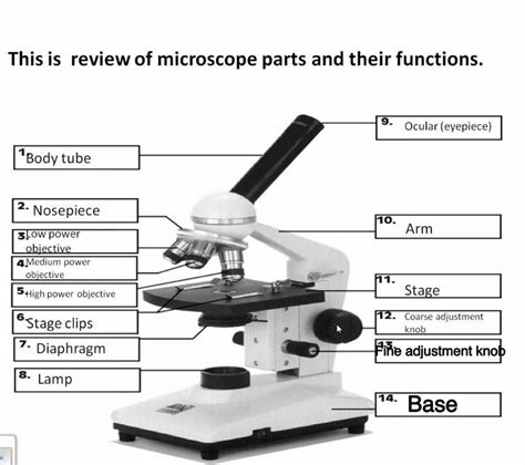 Microscope Parts Worksheet Answer Key – Thekidsworksheet