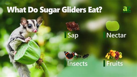 12 Reasons To Avoid Getting a Sugar Glider As A Pet - A-Z Animals