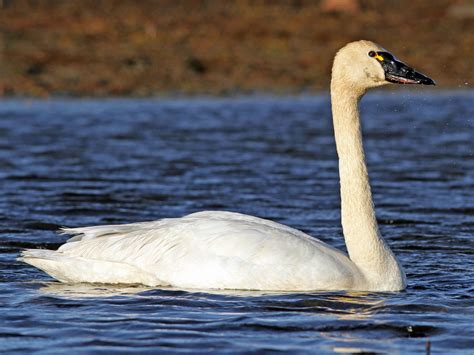 7 Types of Swans: Exploring the Beauty and Diversity - Sonoma Birding