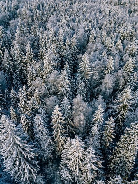 Aerial view of winter forest covered with snow, view from above. Stock ...