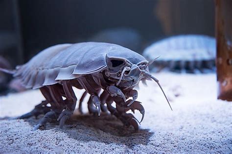 Giant Isopod Facts - Animals Of The Oceans - WorldAtlas.com