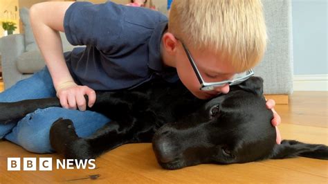 Buddy dog is 'like a best friend to me' - BBC News