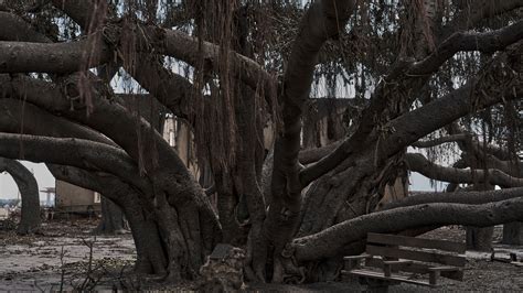 Lahaina’s Burned Banyan Tree Grows Leaves, After Maui Fires - The New ...