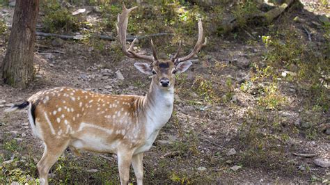 European Fallow Deer | Lake Tobias Wildlife Park