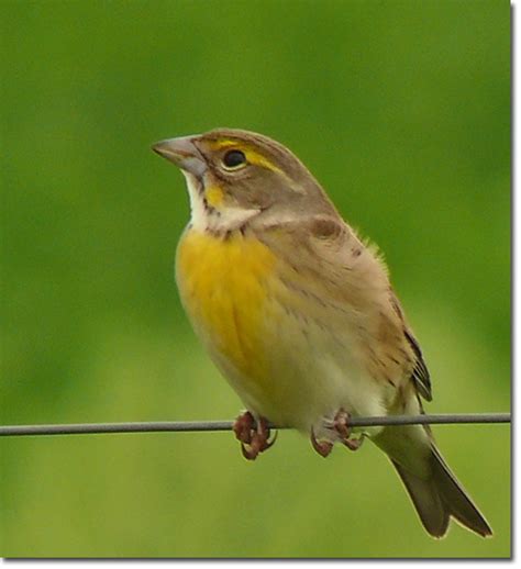 Backyard Bird Cam - female Dickcissel