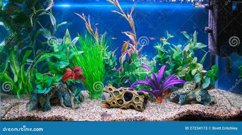 Tropical Fish Tank Aquarium Stock Photos - Image: 27234173