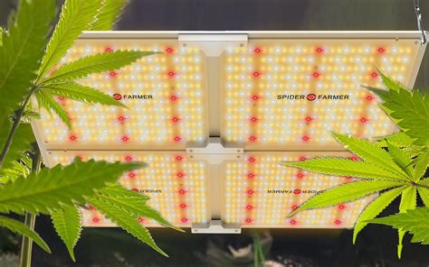 LED grow lights are more affordable than ever for cannabis cultivators