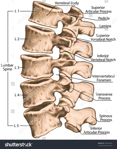 Lumbar Vertebre Bone Anatomy 3248 | The Best Porn Website