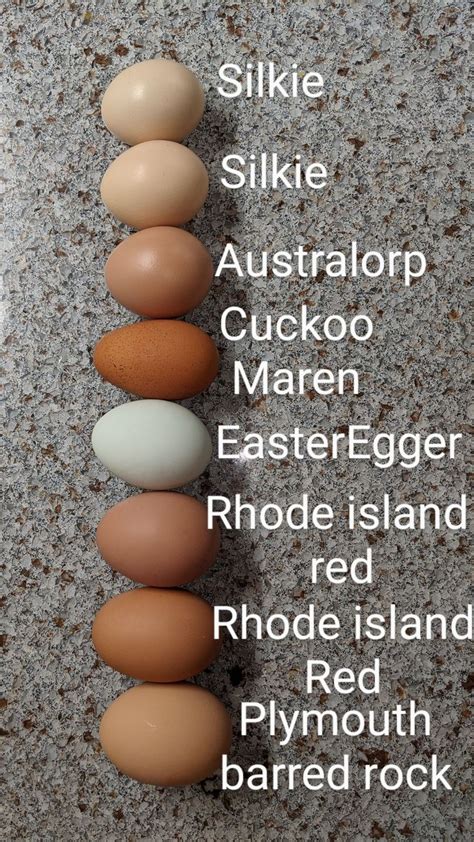 Colorful chicken eggs from my chicks. Silkie, australorp, cuckoo maren ...