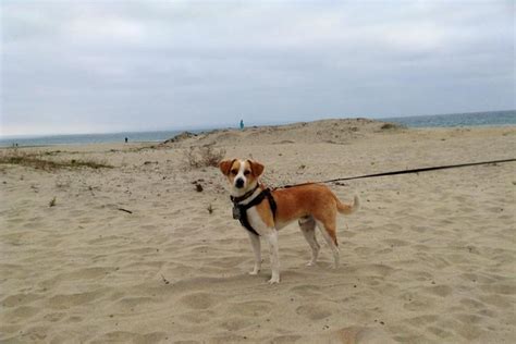 Dog Friendly Beaches in California - BringFido