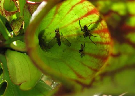 Carnivorous-Plants-Can-Live-Without-Bugs | Carnivorous Plants Tips