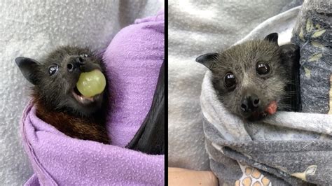 Baby Bats Eating Fruit Is Bringing Us So Much Joy | RTM - RightThisMinute